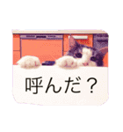 まゆきき（個別スタンプ：1）