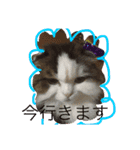 まゆきき（個別スタンプ：5）