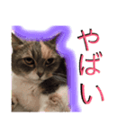 まゆきき（個別スタンプ：16）