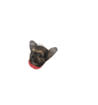 犬と猫たち（個別スタンプ：1）