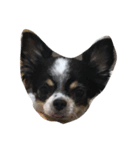 犬と猫たち（個別スタンプ：2）