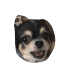 犬と猫たち（個別スタンプ：5）