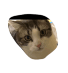 犬と猫たち（個別スタンプ：6）