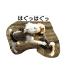 kevicharlo（個別スタンプ：4）