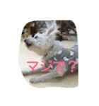 kevicharlo（個別スタンプ：7）
