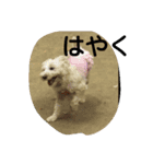 kevicharlo（個別スタンプ：9）