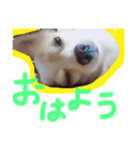 使いやすい一言（個別スタンプ：1）