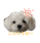 マルルマル（個別スタンプ：1）