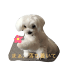 マルルマル（個別スタンプ：2）