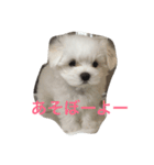 マルルマル（個別スタンプ：3）