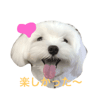 マルルマル（個別スタンプ：4）