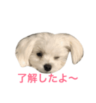 マルルマル（個別スタンプ：6）