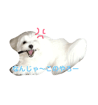 マルルマル（個別スタンプ：7）