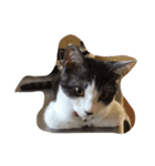 BARON,s face（個別スタンプ：8）