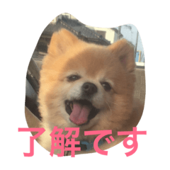 [LINEスタンプ] タロウとコロ2