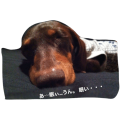 [LINEスタンプ] 愛犬ナッツの日常