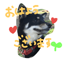 [LINEスタンプ] 黒柴ちゃんの日常敬語