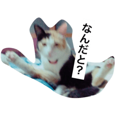 [LINEスタンプ] ミケ猫の1日
