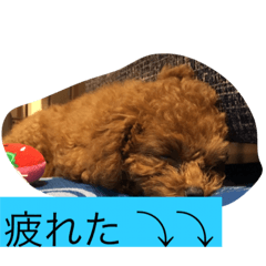 [LINEスタンプ] トイプードルのららちゃん