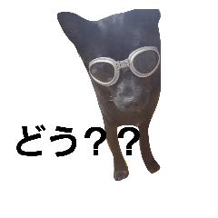 [LINEスタンプ] 甲斐犬のくまちゃん