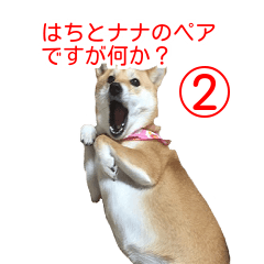 [LINEスタンプ] 柴犬 日常会話！3.5.8