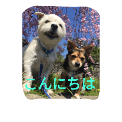 [LINEスタンプ] ミックス犬まめた＆福のまめふくスタンプ2