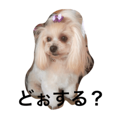 [LINEスタンプ] お嬢と姫