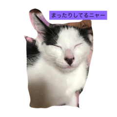 [LINEスタンプ] ミーちゃんスタンプ