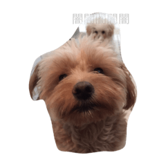 [LINEスタンプ] りりあん
