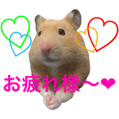 [LINEスタンプ] キンクマハムスター チャッピー 2