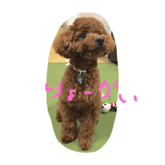 [LINEスタンプ] トイプードルのpluto（プーちゃん）