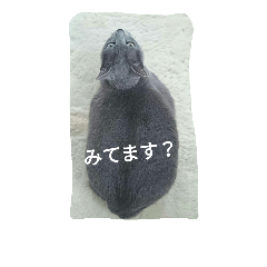 [LINEスタンプ] 家庭におさまる飼い猫プーコの日常