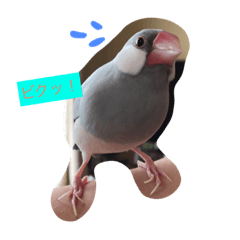 [LINEスタンプ] シルバー文鳥の日常挨拶の画像（メイン）