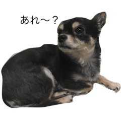 [LINEスタンプ] 犬＆猫