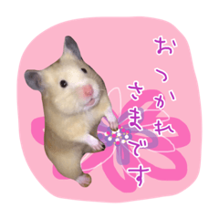 [LINEスタンプ] ハムスターのメッセージ