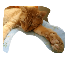 [LINEスタンプ] 猫のじゅんじゅん