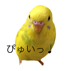 [LINEスタンプ] 鳥 ぴゆうい