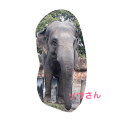 [LINEスタンプ] 動物好きな動物写真