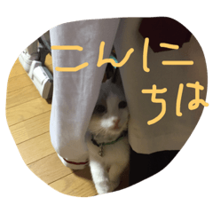 [LINEスタンプ] うちの猫 - しらす