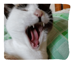 [LINEスタンプ] pekomiko