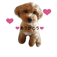 [LINEスタンプ] まるぷーマロンのスタンプ 1