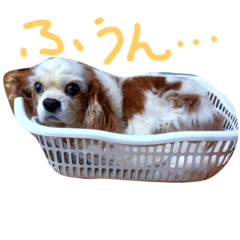 [LINEスタンプ] らんみう