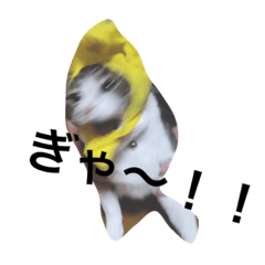 [LINEスタンプ] 猫のちんさん。