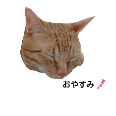 [LINEスタンプ] うちのねこちゃとらっしゅver