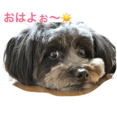 [LINEスタンプ] ポメプー☆ハル①