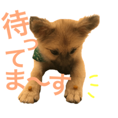 [LINEスタンプ] マルの日常スタンプ