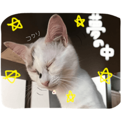 [LINEスタンプ] あいどる♡ゆきたん