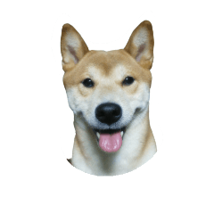 [LINEスタンプ] 柴犬の切り抜き
