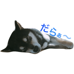 [LINEスタンプ] 黒柴-心
