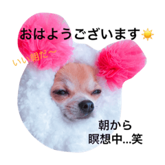 [LINEスタンプ] チワワのれおぱこぴー②